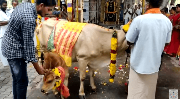 ಗೋ ಅಭಿಷೇಕ| ಶ್ರೀ ಬಾಲಗುರುನಾಧೀಶ್ವರ ದೇವಸ್ಥಾನದಲ್ಲಿ
